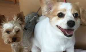 N・T様 キャバリア×スピッツ・ヨークシャテリア