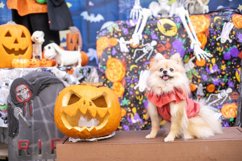 2013年6月30日のパピークラス