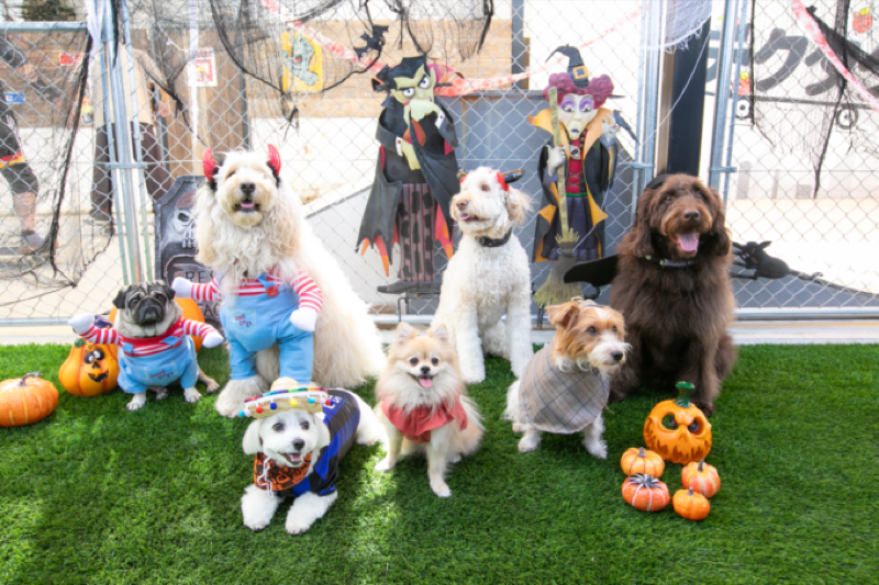 そのベッドを奪われた、我が家の愛猫…