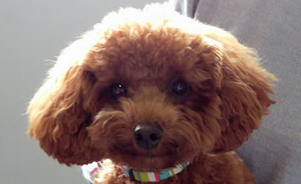 M・S様 トイ・プードル