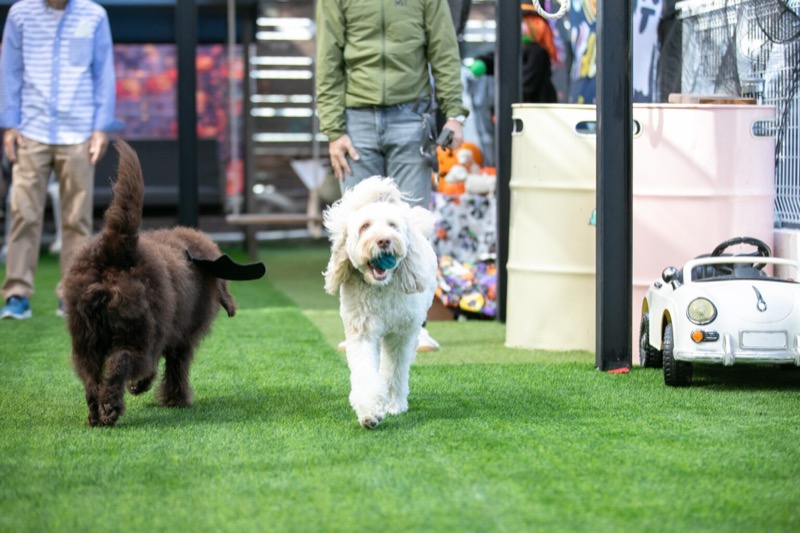 パピー社会化プログラム