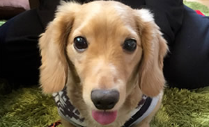 滝村様 ミニチュア・ダックスフンド