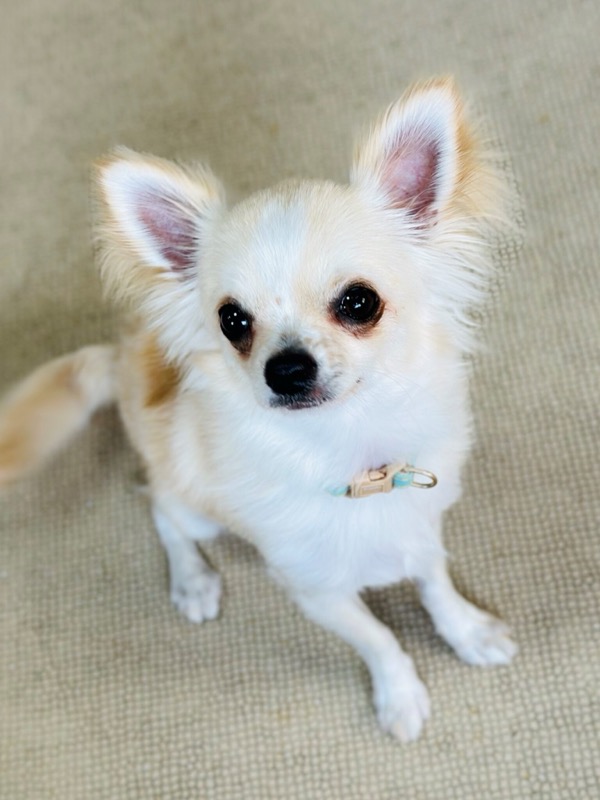 ☆☆☆彦星！？☆☆☆