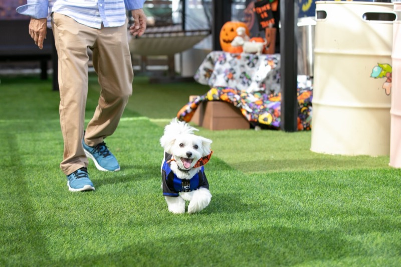 ドッグトレーニングFeelFunでは