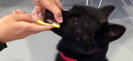 歯みがき練習！　甲斐犬編