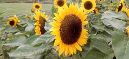 新入生のご紹介♪散歩練習、特訓中☆