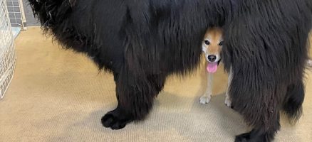 犬は “○○こと” が苦手