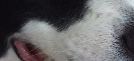 プレ　デイケア