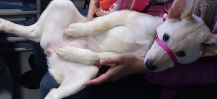 しつけの視点で考える幸せな犬・不幸な犬