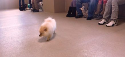 ☆パピーフォローアップLesson☆