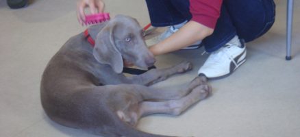 仔犬のかみ癖とお手入れの仕方