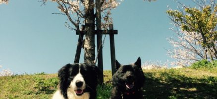 甲斐犬とボーダーコリーのお花見散歩
