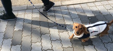 Feel Fun実践会2019年12月21日～お散歩練習編～