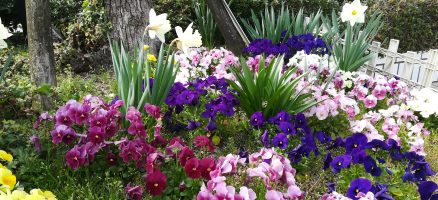 首輪にはどんな種類がある？☆前編☆