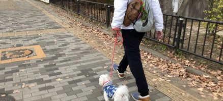 Feel Fun実践会2018年12月16日～お散歩練習編～