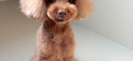 パピー教室＆しつけ教室のご案内