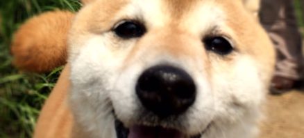 人と犬との心のつながり②