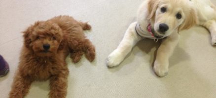 しつけ教室＆パピー教室のご案内（2015年7月第2週目の週末）