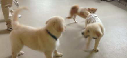 しつけは「ある年齢」を過ぎたらもう無理？