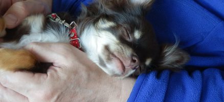 様々なことに慣らすこと（社会化）