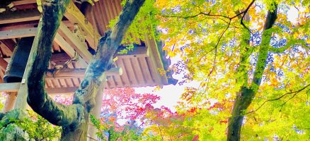 新入生紹介！！11月！！