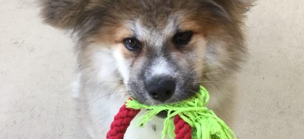 “ドウキ”を考える