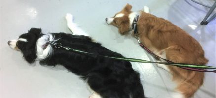 環境づくりが必要なのは犬だけにあらず。