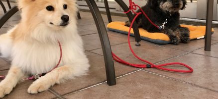 Feel Fun実践会2019年4月20日～カフェマナー編～