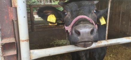 どんな社会化をすれば良い？