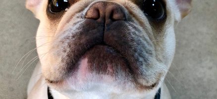 しつけトレーニングの終わりはいつ？